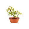 Acer palmatum yamamomiji - B5264