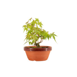 Acer palmatum yamamomiji - B5264