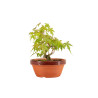 Acer palmatum yamamomiji - B5264