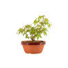Acer palmatum yamamomiji - B5264