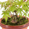 Acer palmatum yamamomiji - B5264