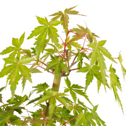 Acer palmatum yamamomiji - B5264