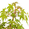 Acer palmatum yamamomiji - B5264