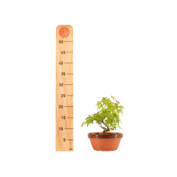 Acer palmatum yamamomiji - B5264