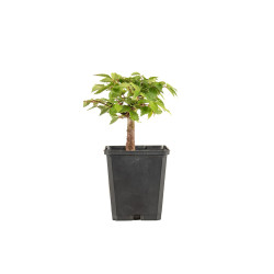 Zelkova serrata - B5267