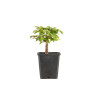 Zelkova serrata - B5267