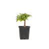 Zelkova serrata - B5267