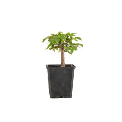 Zelkova serrata - B5267