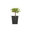 Zelkova serrata - B5267
