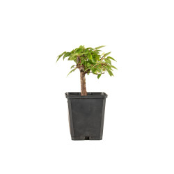 Zelkova serrata - B5267