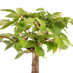 Zelkova serrata - B5267