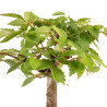 Zelkova serrata - B5267