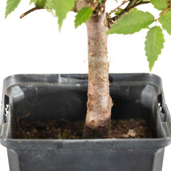 Zelkova serrata - B5267