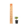 Zelkova serrata - B5267