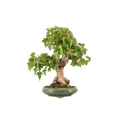 Acer buergerianum - B5269