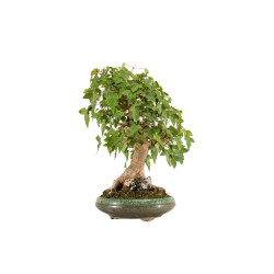 Acer buergerianum - B5269