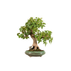 Acer buergerianum - B5269