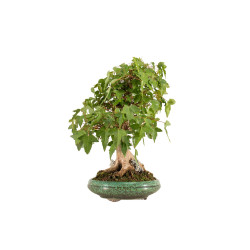 Acer buergerianum - B5269