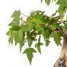 Acer buergerianum - B5269