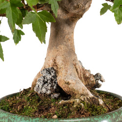 Acer buergerianum - B5269