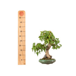 Acer buergerianum - B5269