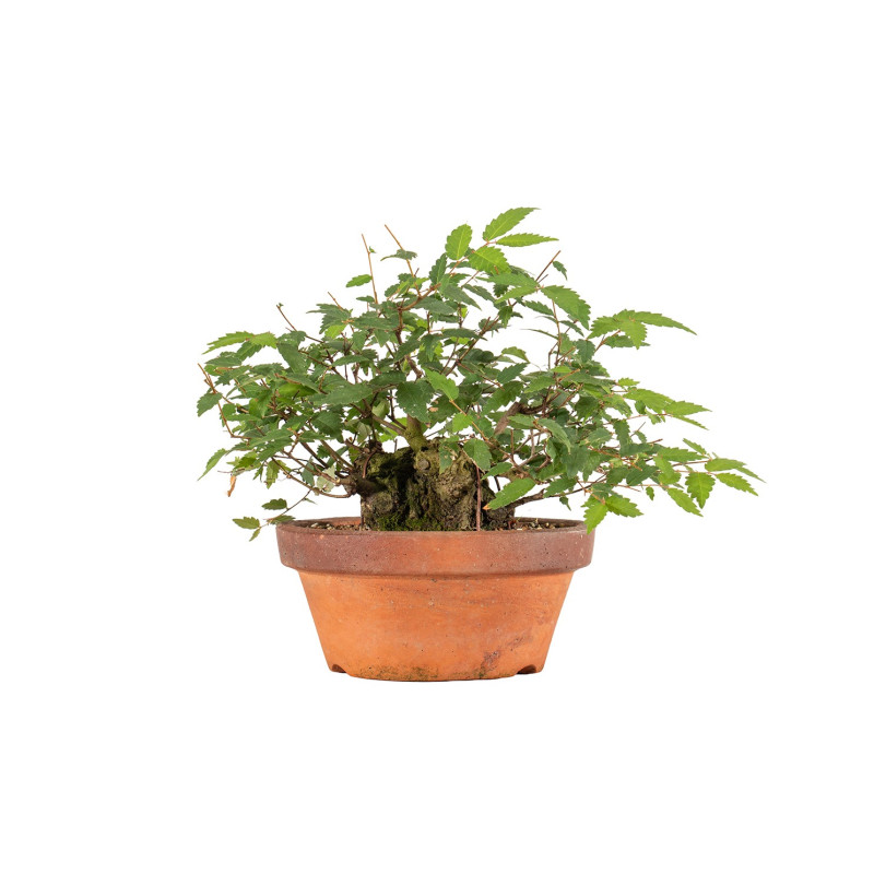 Zelkova serrata - B5271