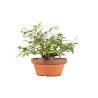 Zelkova serrata - B5271