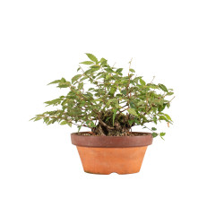 Zelkova serrata - B5271