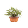 Zelkova serrata - B5271