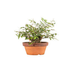 Zelkova serrata - B5271