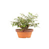 Zelkova serrata - B5271