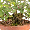 Zelkova serrata - B5271