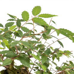 Zelkova serrata - B5271