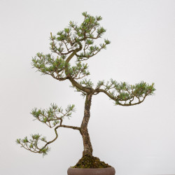 Pinus sylvestris - B0274