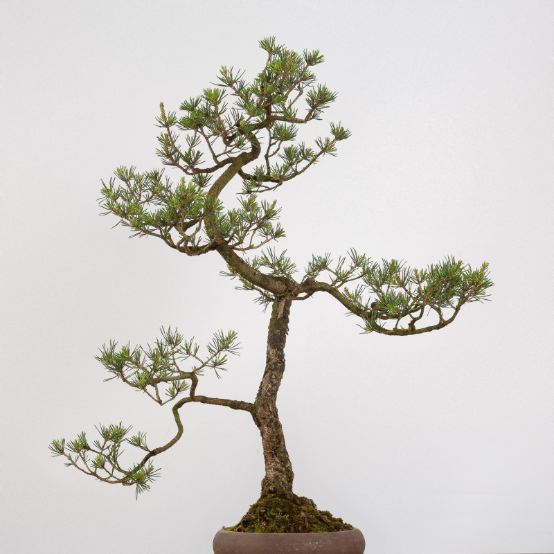 Pinus sylvestris - B0274