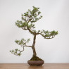 Pinus sylvestris - B0274