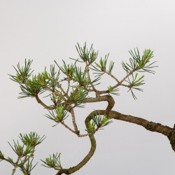 Pinus sylvestris - B0274