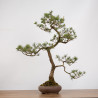 Pinus sylvestris - B0274