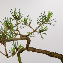 Pinus sylvestris - B0274