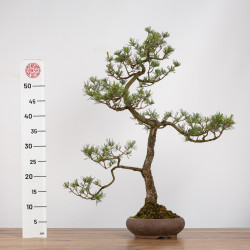 Pinus sylvestris - B0274