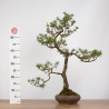 Pinus sylvestris - B0274