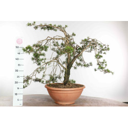 Pinus sylvestris - B1573