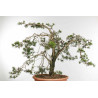 Pinus sylvestris - B1573