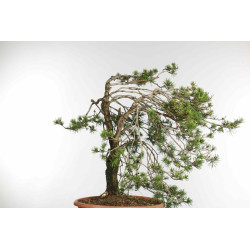 Pinus sylvestris - B1573