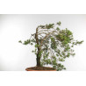 Pinus sylvestris - B1573