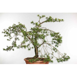 Pinus sylvestris - B1573