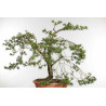 Pinus sylvestris - B1573