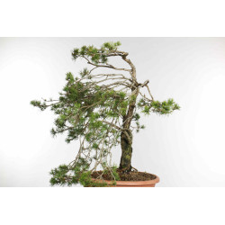 Pinus sylvestris - B1573