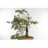 Pinus sylvestris - B1573
