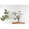 Pinus sylvestris - B1610